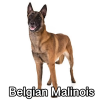 Untitled23720250629224756 — AKC Dog Breeds (Labeled) option 34