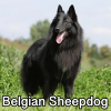 Untitled23720250629224759 — AKC Dog Breeds (Labeled) option 35