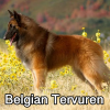 Untitled23720250629224804 — AKC Dog Breeds (Labeled) option 36