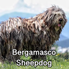 Untitled23720250629224808 — AKC Dog Breeds (Labeled) option 37