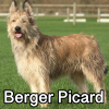 Untitled23720250629224811 — AKC Dog Breeds (Labeled) option 38