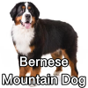 Untitled23720250629224814 — AKC Dog Breeds (Labeled) option 39