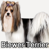 Untitled23720250629224818 — AKC Dog Breeds (Labeled) option 40