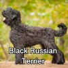 Untitled23720250629224828 — AKC Dog Breeds (Labeled) option 42