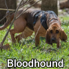 Untitled23720250629224831 — AKC Dog Breeds (Labeled) option 43