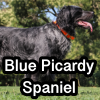 Untitled23720250629224926 — AKC Dog Breeds (Labeled) option 44