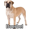 Untitled23720250629224952 — AKC Dog Breeds (Labeled) option 46