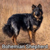 Untitled23720250629224956 — AKC Dog Breeds (Labeled) option 47