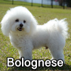 Untitled23720250629225000 — AKC Dog Breeds (Labeled) option 48