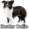 Untitled23720250629225004 — AKC Dog Breeds (Labeled) option 49