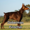 Untitled23920250629223316 — AKC Dog Breeds (Labeled) option 51