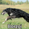 Untitled23920250629225117 — AKC Dog Breeds (Labeled) option 52