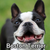Untitled23920250629225124 — AKC Dog Breeds (Labeled) option 53