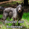 Untitled23920250629225129 — AKC Dog Breeds (Labeled) option 54