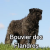 Untitled23920250629225133 — AKC Dog Breeds (Labeled) option 55