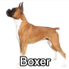 Untitled23920250629225138 — AKC Dog Breeds (Labeled) option 56