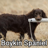 Untitled23920250629225141 — AKC Dog Breeds (Labeled) option 57