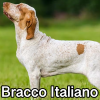 Untitled23920250629225145 — AKC Dog Breeds (Labeled) option 58