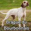 Untitled23920250629225149 — AKC Dog Breeds (Labeled) option 59