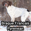Untitled23920250629225234 — AKC Dog Breeds (Labeled) option 60