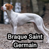 Untitled23920250629225257 — AKC Dog Breeds (Labeled) option 61