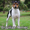 Untitled23920250629225301 — AKC Dog Breeds (Labeled) option 62