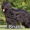 Untitled23920250629225304 — AKC Dog Breeds (Labeled) option 63