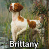 Untitled23920250629225309 — AKC Dog Breeds (Labeled) option 64
