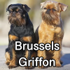 Untitled23920250629225316 — AKC Dog Breeds (Labeled) option 66