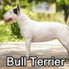 Untitled23920250629225319 — AKC Dog Breeds (Labeled) option 67
