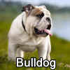 Untitled23920250629225322 — AKC Dog Breeds (Labeled) option 68