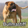 Untitled23920250629225328 — AKC Dog Breeds (Labeled) option 69