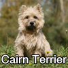 Untitled23920250629225331 — AKC Dog Breeds (Labeled) option 70