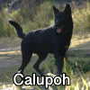 Untitled23920250629225334 — AKC Dog Breeds (Labeled) option 71