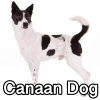 Untitled23920250629225338 — AKC Dog Breeds (Labeled) option 72