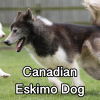Untitled23920250629225342 — AKC Dog Breeds (Labeled) option 73