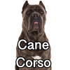 Untitled23920250629225346 — AKC Dog Breeds (Labeled) option 74