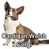 Untitled23920250629225351 — AKC Dog Breeds (Labeled) option 75