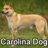 Untitled23920250629225402 — AKC Dog Breeds (Labeled) option 76