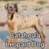Untitled23920250629225406 — AKC Dog Breeds (Labeled) option 77