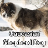 Untitled23920250629225410 — AKC Dog Breeds (Labeled) option 78