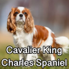 Untitled23920250629225414 — AKC Dog Breeds (Labeled) option 79