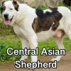 Untitled23920250629225418 — AKC Dog Breeds (Labeled) option 80