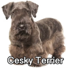 Untitled23920250629225423 — AKC Dog Breeds (Labeled) option 81
