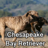 Untitled23920250629225427 — AKC Dog Breeds (Labeled) option 82