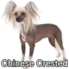 Untitled23920250629225435 — AKC Dog Breeds (Labeled) option 84