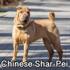 Untitled23920250629225438 — AKC Dog Breeds (Labeled) option 85