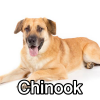 Untitled23920250629225442 — AKC Dog Breeds (Labeled) option 86