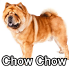 Untitled23920250629225445 — AKC Dog Breeds (Labeled) option 87