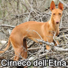 Untitled23920250629225450 — AKC Dog Breeds (Labeled) option 88